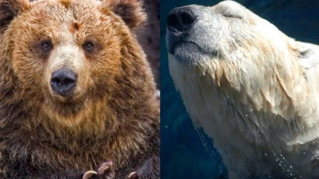 Бурый медведь против. Бурый медведь против Гризли. Белый медведь против Гризли. Белый медведь vs бурый медведь. Гризли медведь и бурый медведь отличия.