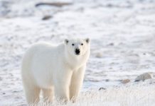why are polar bears going extinct
