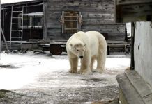 do polar bears migrate