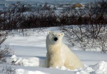 what eats polar bears