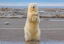 how tall is a polar bear standing up