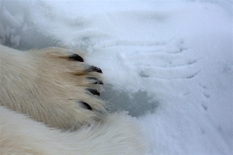 Polar Bear Claws | How Long are Polar Bear Claws? • PolarBearFacts.net