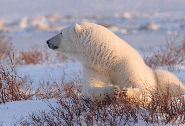 10 facts about polar bears