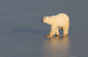 10 facts about polar bears