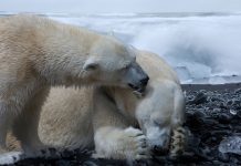 how tall is a male polar bear