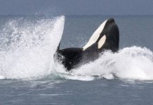 do polar bears eat orcas?