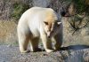 grolar bear facts