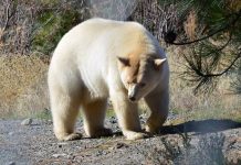 grolar bear facts