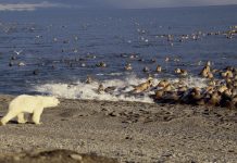 do polar bears eat walruses?