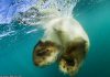 do polar bears have webbed feet