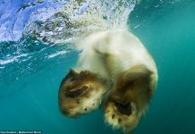 do polar bears have webbed feet