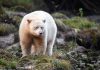 how many species of polar bears are there?