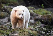 how many species of polar bears are there?