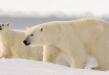 how many layers of furs do polar bears have?