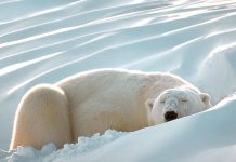 how long do polar bears hibernate