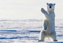 do polar bears cover their nose?