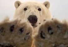 where do polar bears poop?