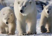 do polar bears scream when they poop?