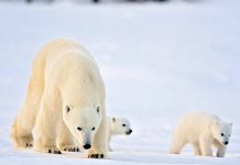 when do polar bear cubs leave their mother?