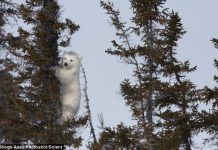 can polar bears climb
