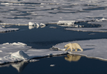 national polar bear day