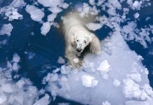how far can a polar bear swim?